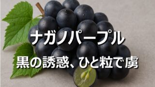 【ナガノパープル│希少ぶどう】長野名産、旬の時期・食べ方