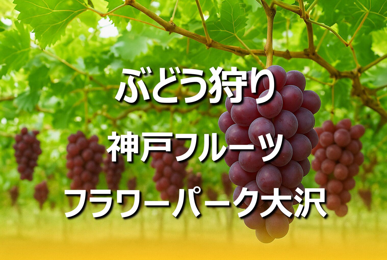 神戸フルーツフラワーパーク大沢｜旬のぶどう狩り体験レポート
