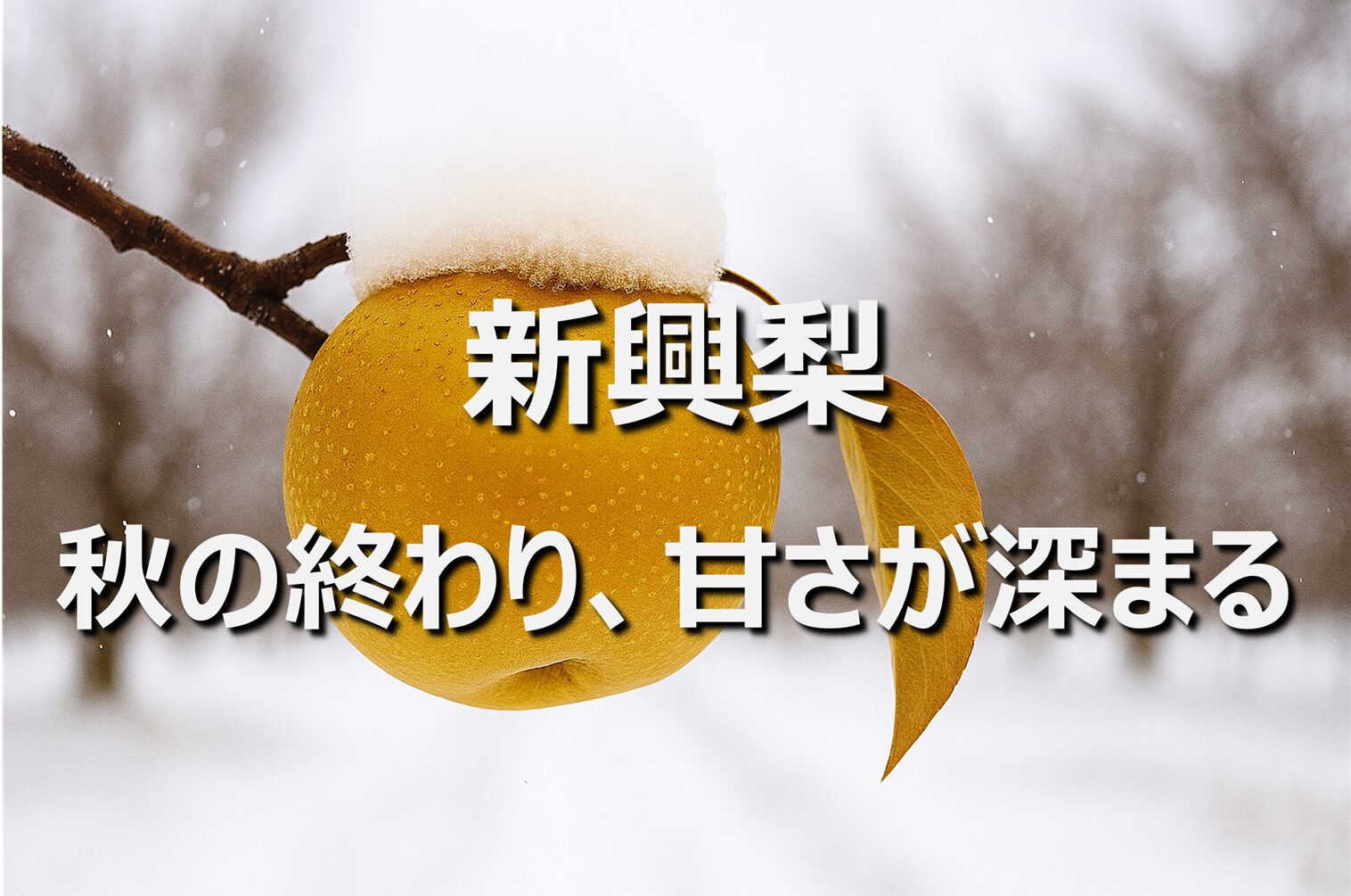 【新興梨】新潟名産・旬の時期・特徴|冬に味わう晩生の赤梨