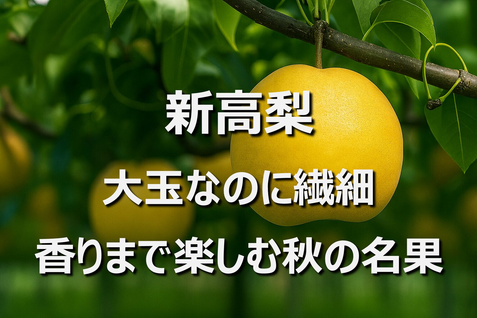 【新高梨】高知&新潟名産・旬の時期|秋の香り高き甘い梨
