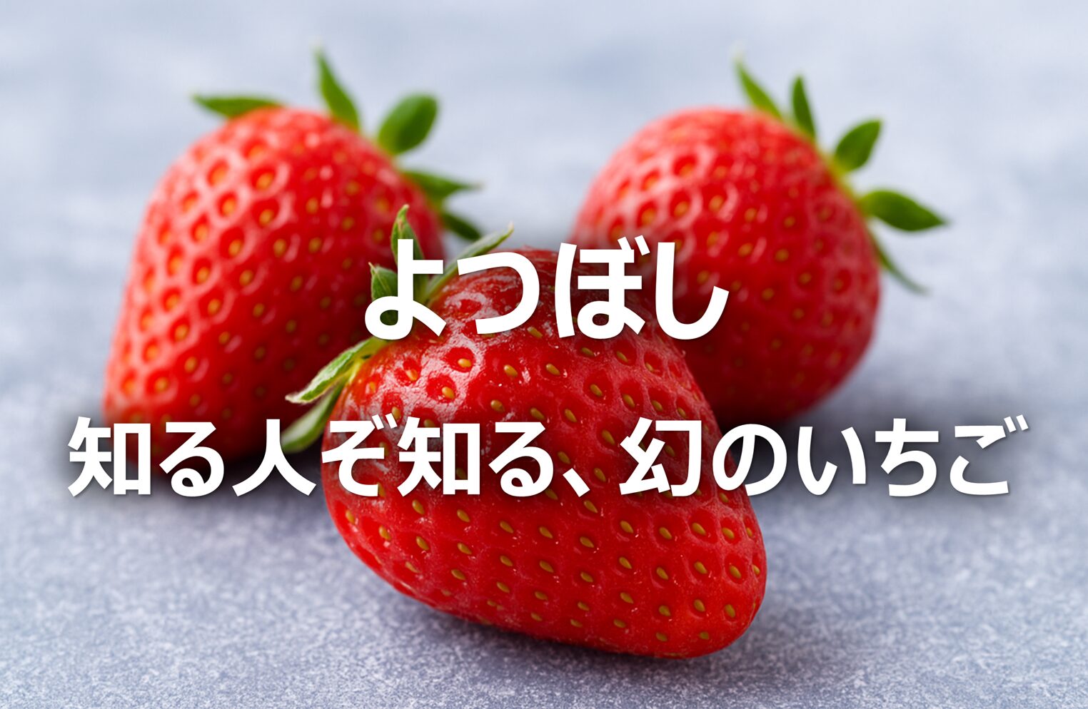 【よつぼし│希少苺】市場流通1％・旬の時期│南野陽子さんも絶賛